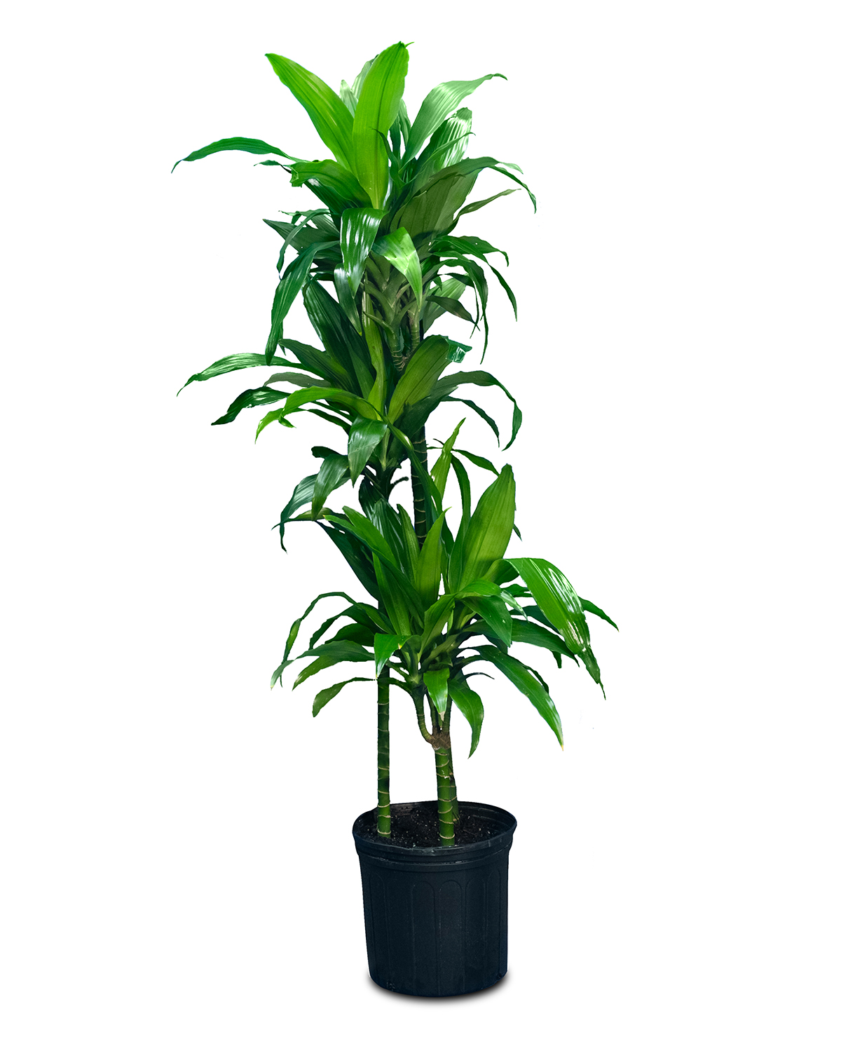Picture of a Fica plant